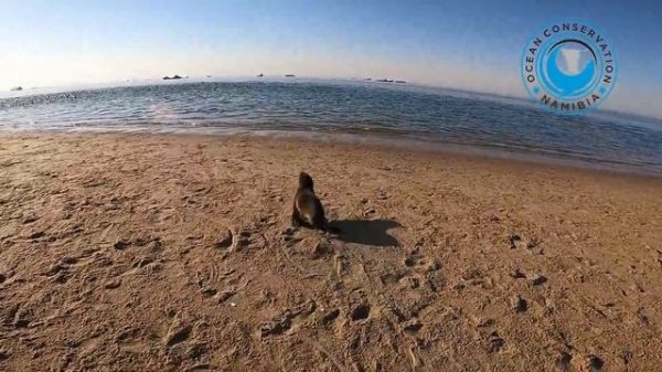 Seal Rescuer Walks Through a Day on Patrol (4 seals saved)