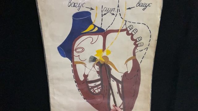 Проводящая система сердца