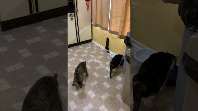 CaliCat and Frisky react to something outside смотреть онлайн