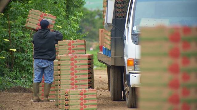 The Farmer | Driscoll's One Family