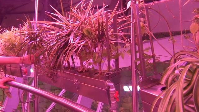 Интересные места в Москве Флолариум в парке Зарядье смотреть онлайн