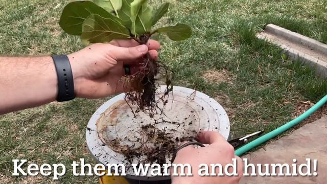 NEW ADDITION - Ficus lyrata “Fiddle leaf fig” repotting and root work (April, 2022) смотреть онлайн