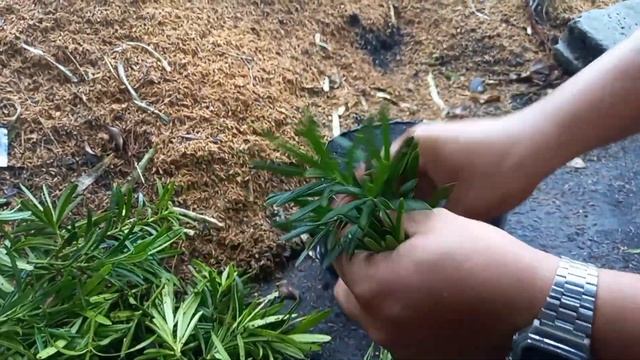 MAKI (Podocarpus / Buddhist Pine) Plants Propagation Process