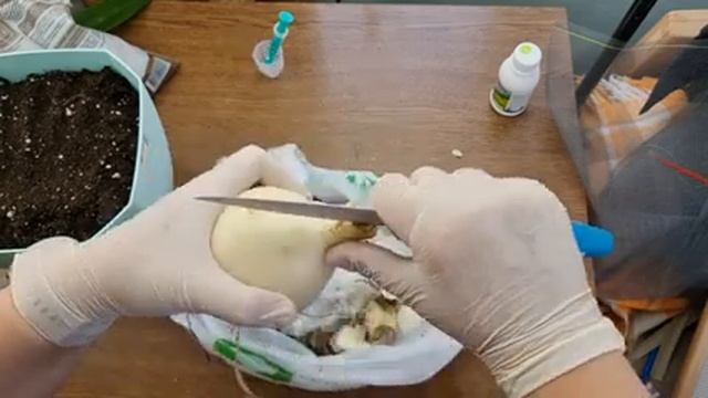 клещи на новых луковицах гиппеаструмов - как выглядят клещи и поражения луковицы смотреть онлайн