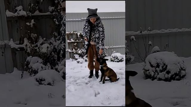 малинуа, не стоит боятся, плюсы породы 5 месяцев. Дрессировка Малинуа.