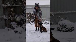 малинуа, не стоит боятся, плюсы породы 5 месяцев. Дрессировка Малинуа.