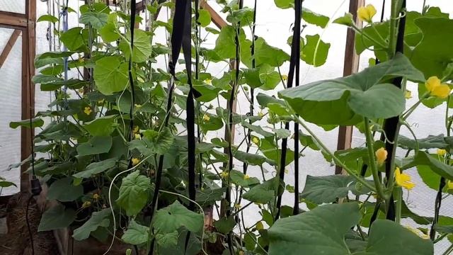 Дыня на Урале. Формирование куста дыни в теплице. смотреть онлайн