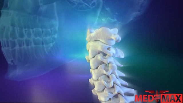 Анатомия шейного отдела позвоночника смотреть онлайн