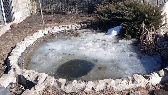 Садовый пруд перезимовал смотреть онлайн