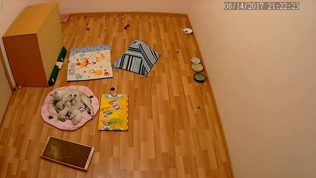 Прямая трансляция пользователя Тайские кошки - это чудо! Funny Cats смотреть онлайн