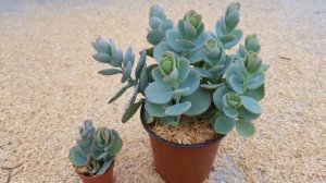 Виды и сорта каланхоэ! Фото и описание сортов!