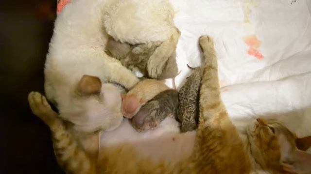 Девон рексы. помет Х и V 2014г. мы только родились)) смотреть онлайн