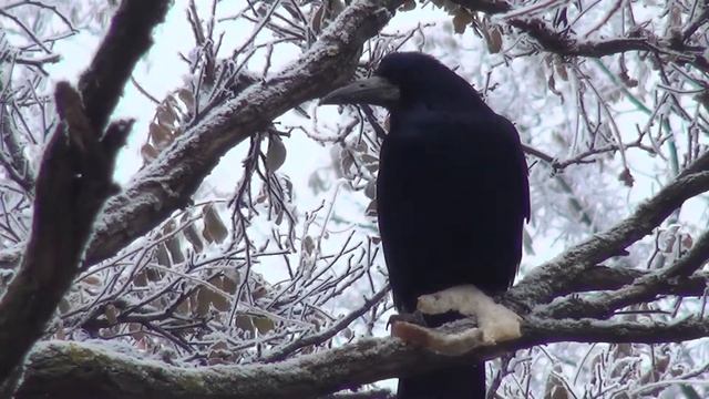 Хитрая ворона смотреть онлайн