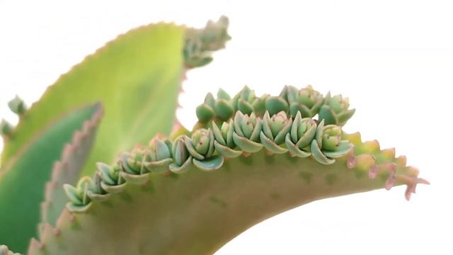 Kalanchoe laetivirens смотреть онлайн