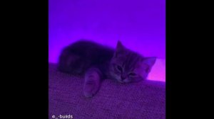 Daybe, ROLDOZZZER - ну какая ты шлюха. Всем хорошего настроения 💗💞