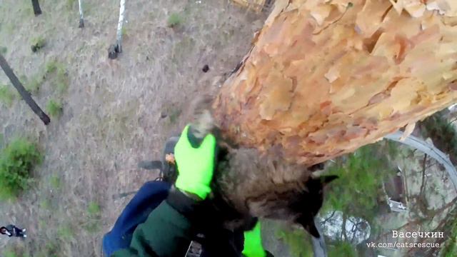 Кошка Маруся из мейнкунового царства смотреть онлайн