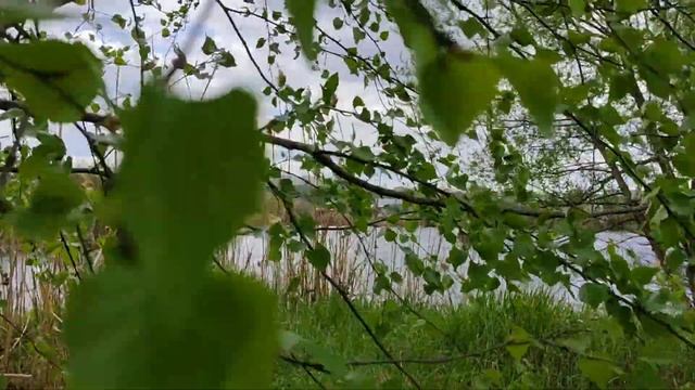 дерево березка у реки смотреть онлайн