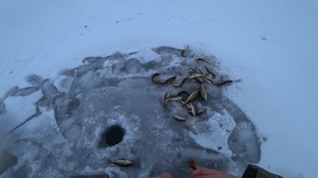 РЫБОЛОВНЫЙ РЕЛАКС ВАМ ОБЕСПЕЧЕН!!! окунь не давал скучать! РЫБАЛКА УДАЛАСЬ!!! смотреть онлайн