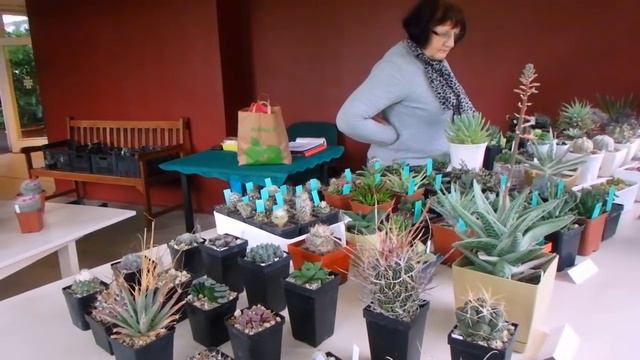 выставка кактусов и суккулентов в Риге смотреть онлайн