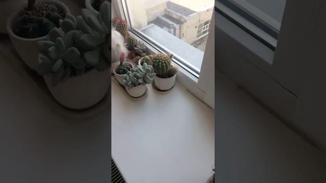 Мои кактусы смотреть онлайн