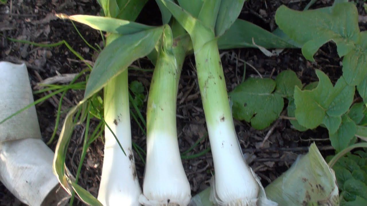 Уникальный и очень простой метод выращивания лука порея смотреть онлайн