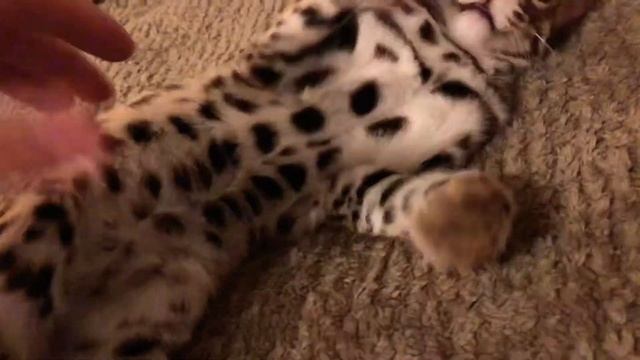 Азиатский леопардовый Котенок ТАЙГЕР смотреть онлайн