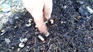 Спасаем куст голубики. Осторожно, орудует личинка ХРУЩА! Чем обработать голубику от вредителей?