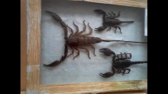Коллекция насекомых,жучки ,паучки и т.д. Редкие виды насекомых смотреть онлайн
