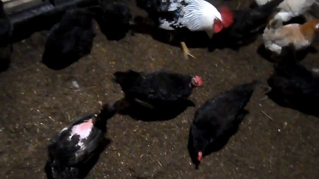 Какая влажность в курятнике в зимний период. смотреть онлайн