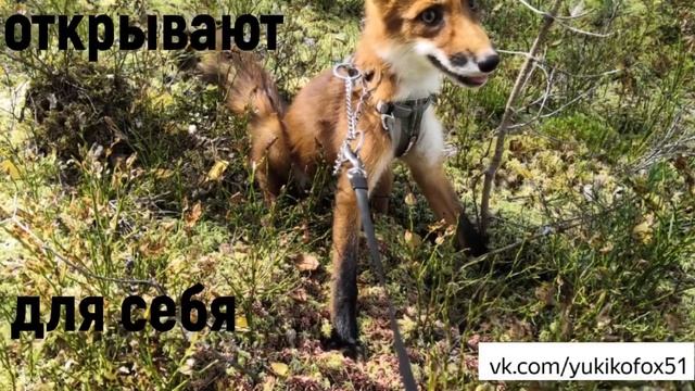 Домашние лисы. Разные взгляды. смотреть онлайн