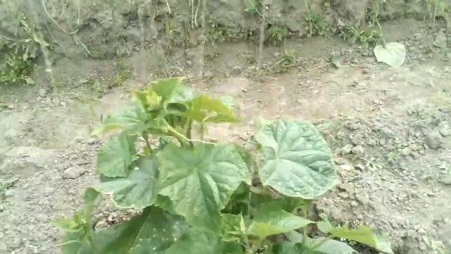 Огурцы Герман зацвели. 24.06 смотреть онлайн