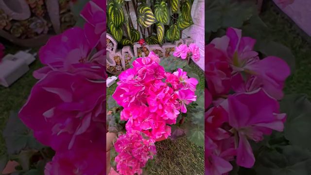 Карликовая пеларгония