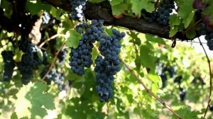 Саженцы Винограда Винных Сортов Россия | Растущая Таврида