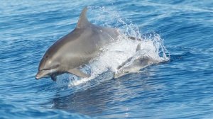 ЧЕМ ПИТАЮТСЯ ДЕЛЬФИНЫ | РАЗМНОЖЕНИЕ ДЕЛЬФИНОВ | ИНТЕЛЕКТ ДЕЛЬФИНОВ