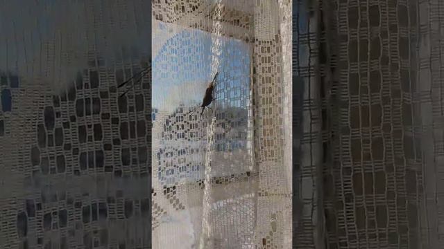 Бабочка зимой ожила) смотреть онлайн