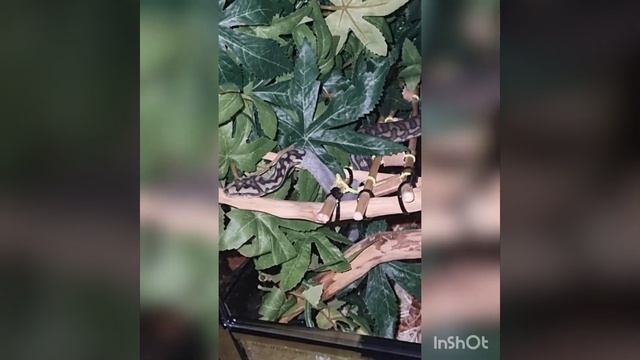 shed time . Morelia Spilota Imbricata смотреть онлайн