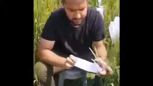 Inoculation of loose smut of Wheat смотреть онлайн