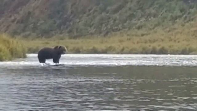 Kodiak Alaska 2020 смотреть онлайн