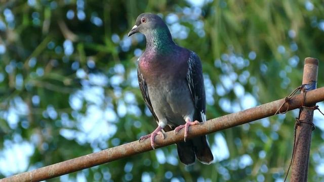 Всем доброго утра и хорошего дня! смотреть онлайн
