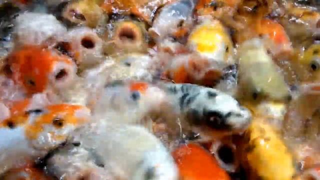 Карпы Кои. Koi. смотреть онлайн