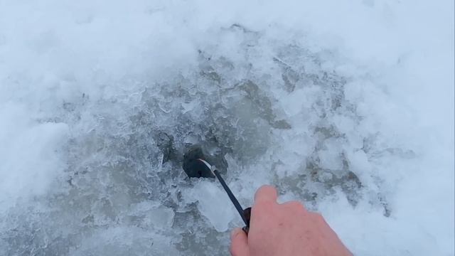 Искусственный мотыль против живого. Эксперимент - что выберет плотва. Мотыль Лаки Джон.