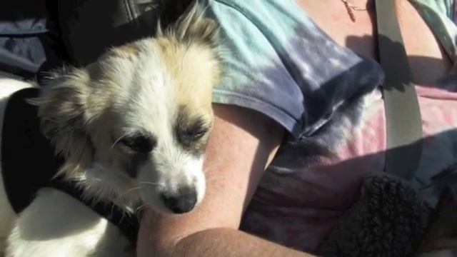 Lucky Pup Dog Rescue of San Diego смотреть онлайн