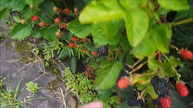 Блэк Джем Почему нужно выбирать именно этот сорт ремонтантной ежевики смотреть онлайн