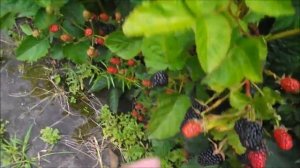 Блэк Джем  Почему нужно выбирать именно этот сорт ремонтантной ежевики