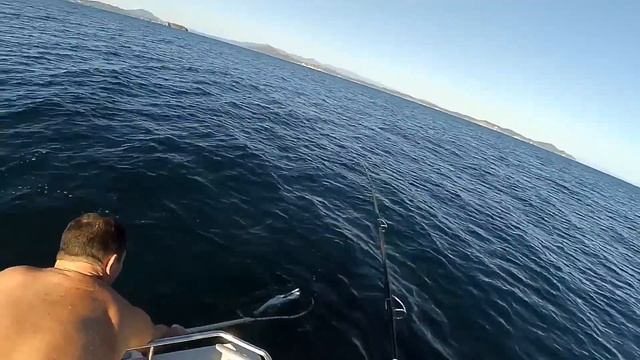 Путешествия с Животными