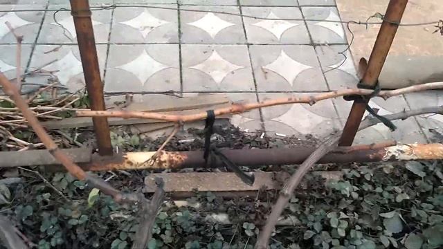 Осеняя обработка винограда железным купоросом. смотреть онлайн