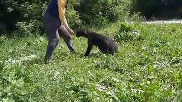 ирландский волкодав девочка черного окраса смотреть онлайн