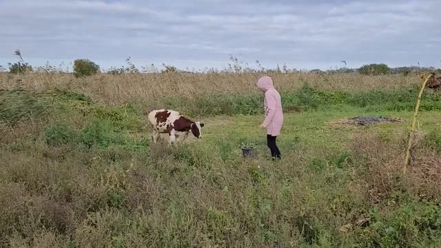 Закрываем сезон огорода \ Наш большой урожай на Кубани смотреть онлайн