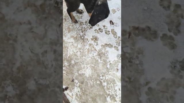 САО, Алабай, щенки, воспитание, дрессировка смотреть онлайн