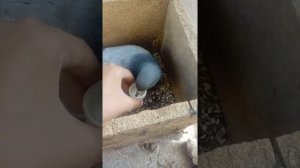 как кормить голубя если не ест